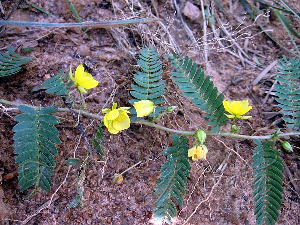 Partridge Pea
